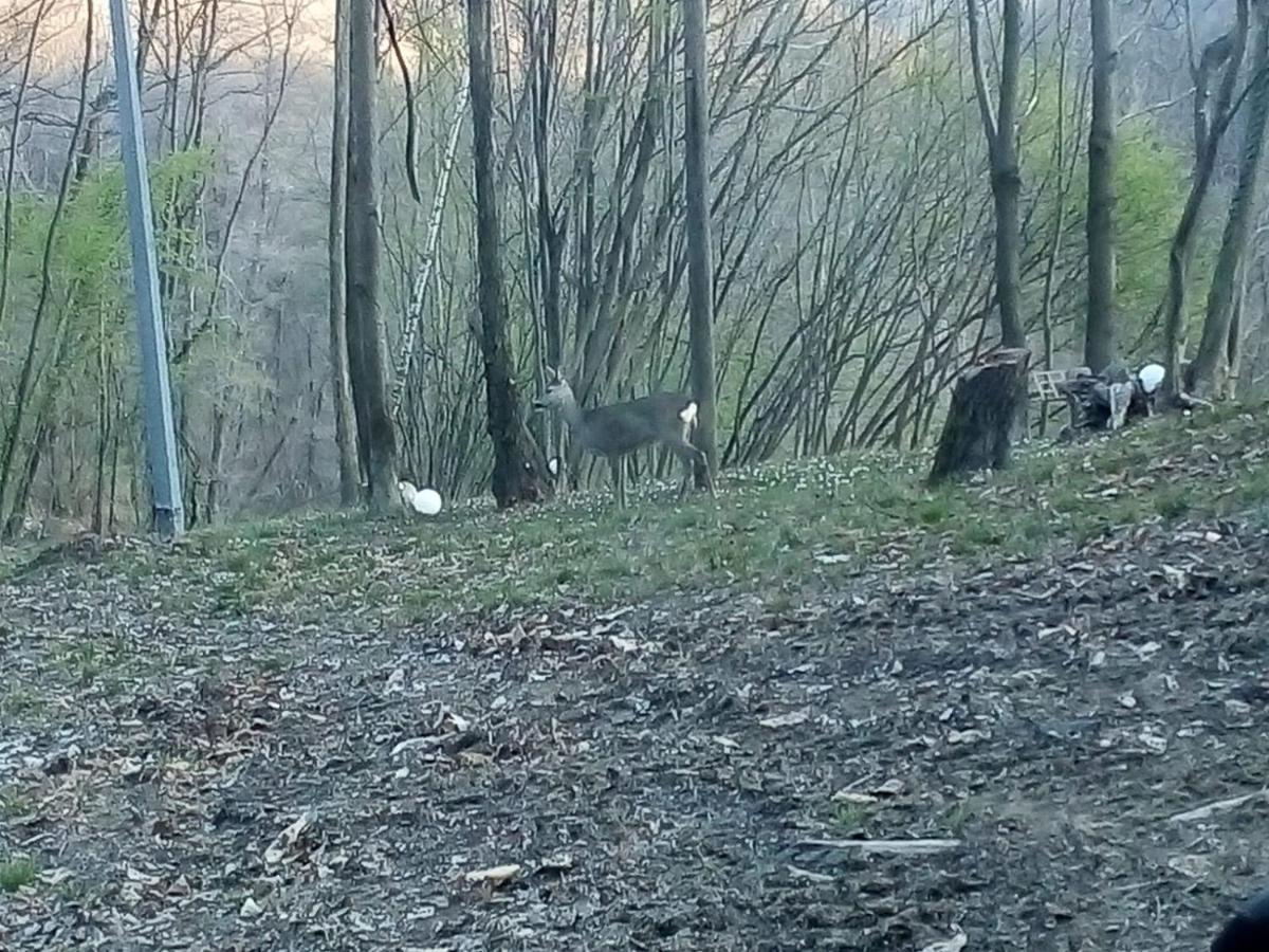 Rueglio Appartamento La Casa Nel Bosco מראה חיצוני תמונה