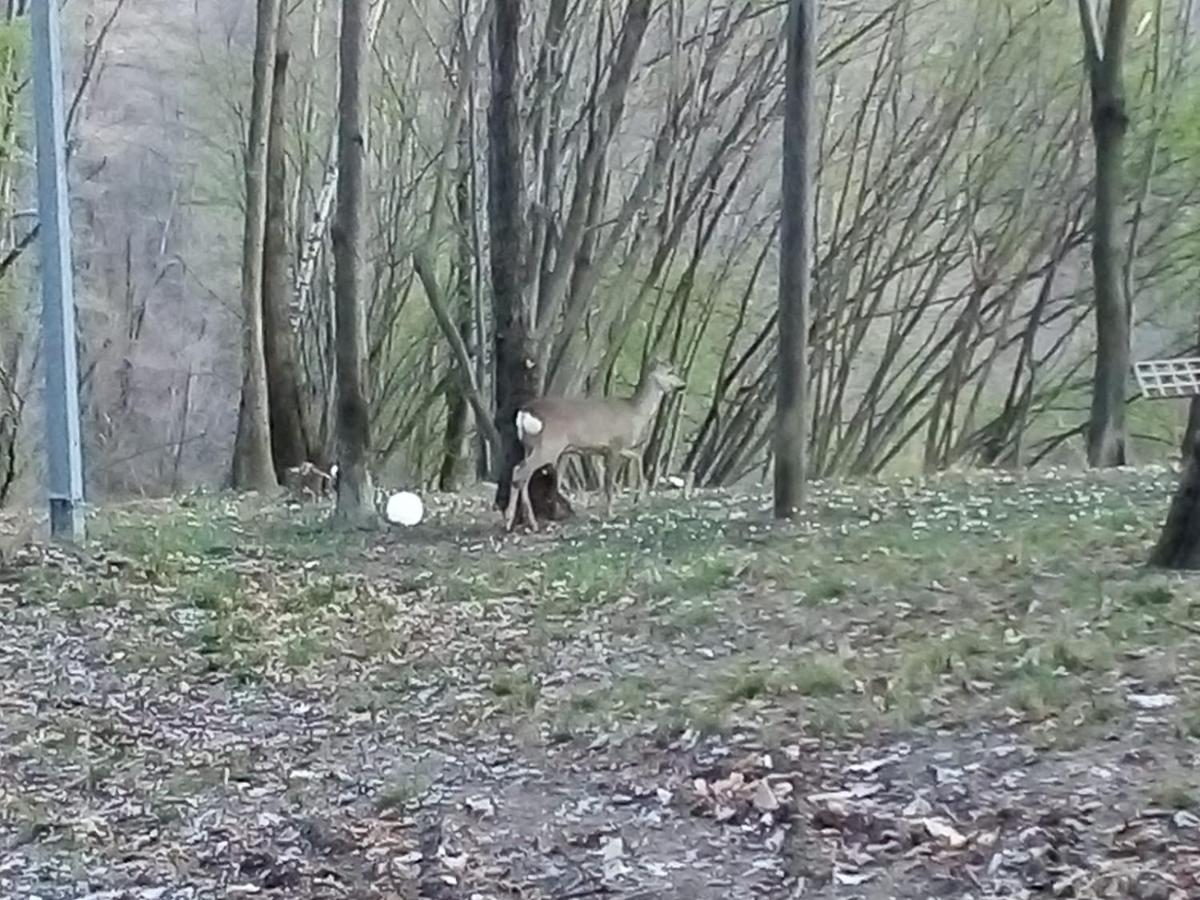 Rueglio Appartamento La Casa Nel Bosco מראה חיצוני תמונה